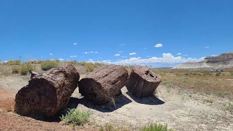 Petrified Forest National Park