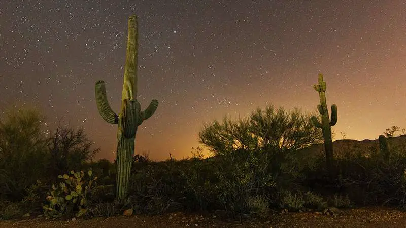 Saguaro National Park