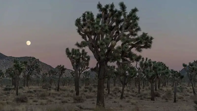 Can you still see stars with a full moon in Joshua Tree