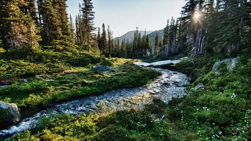 Alpine River Olympic National Park