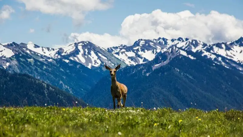 Hurricane Ridge