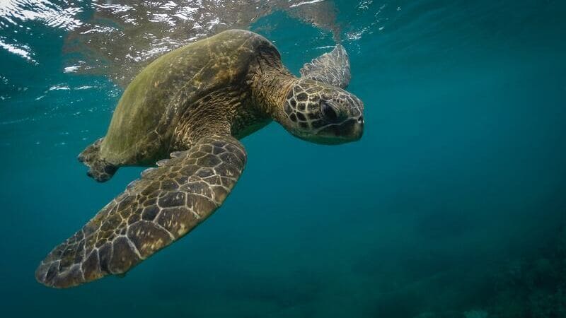 Snorkeling and swimming